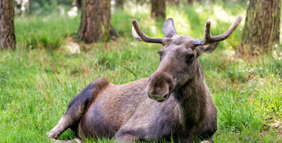 Älg som ligger ner i gräs
