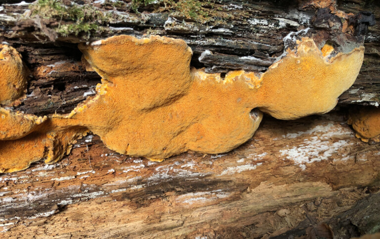 Saffransticka på trä