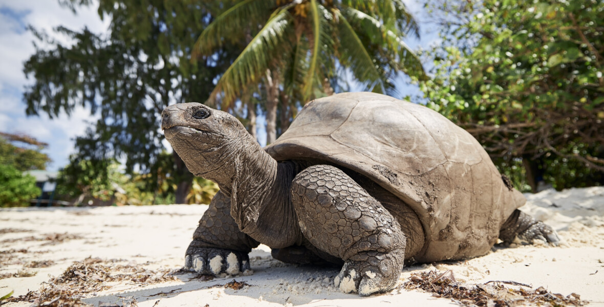 Jättesköldpadda på strand