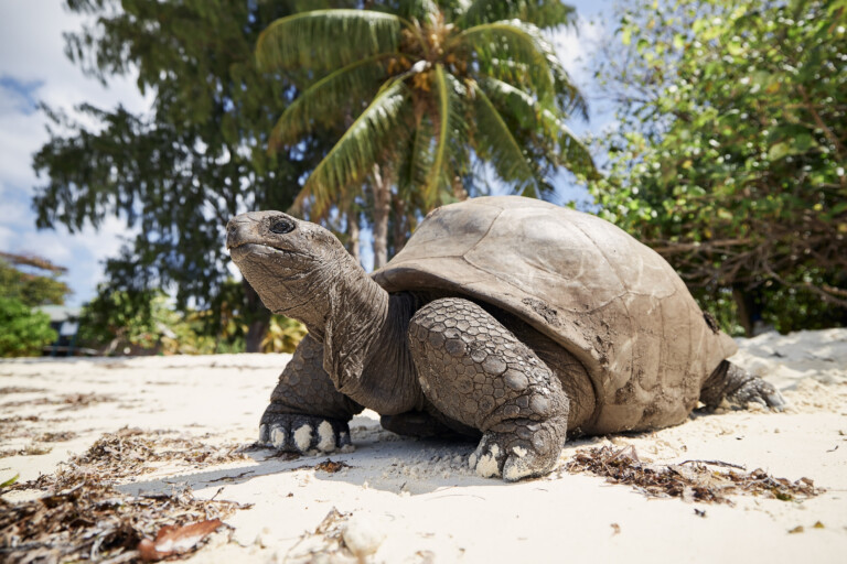 Jättesköldpadda på strand
