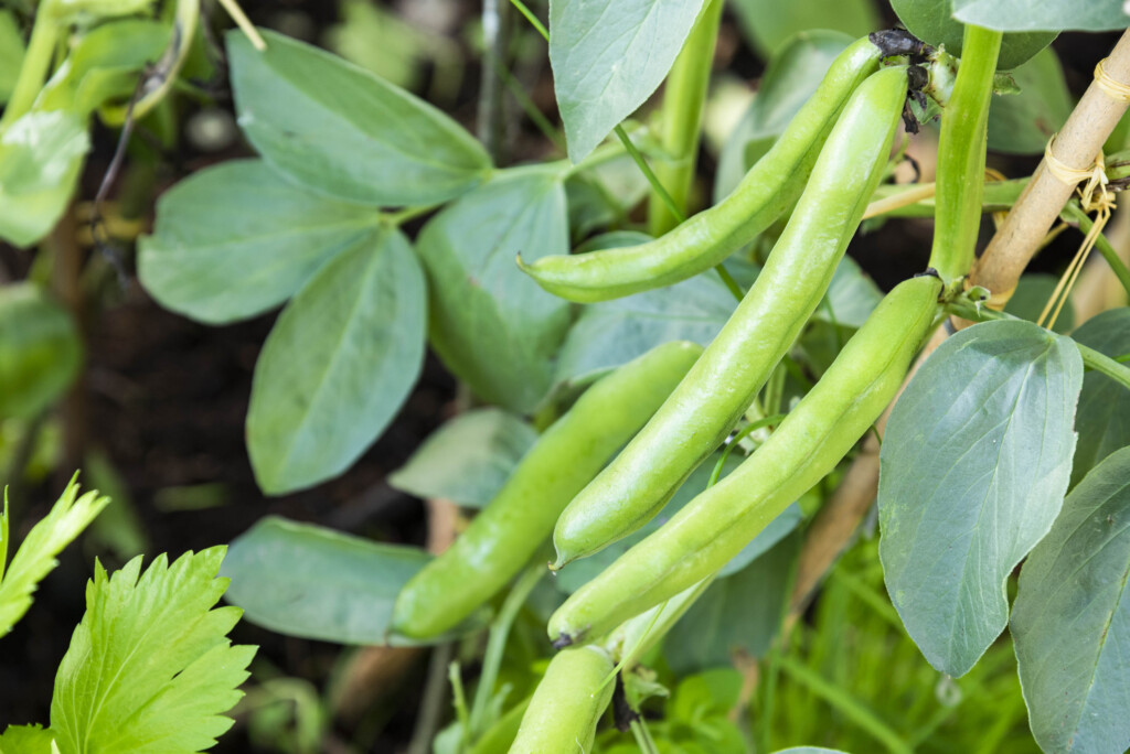Åkerbönor och blad