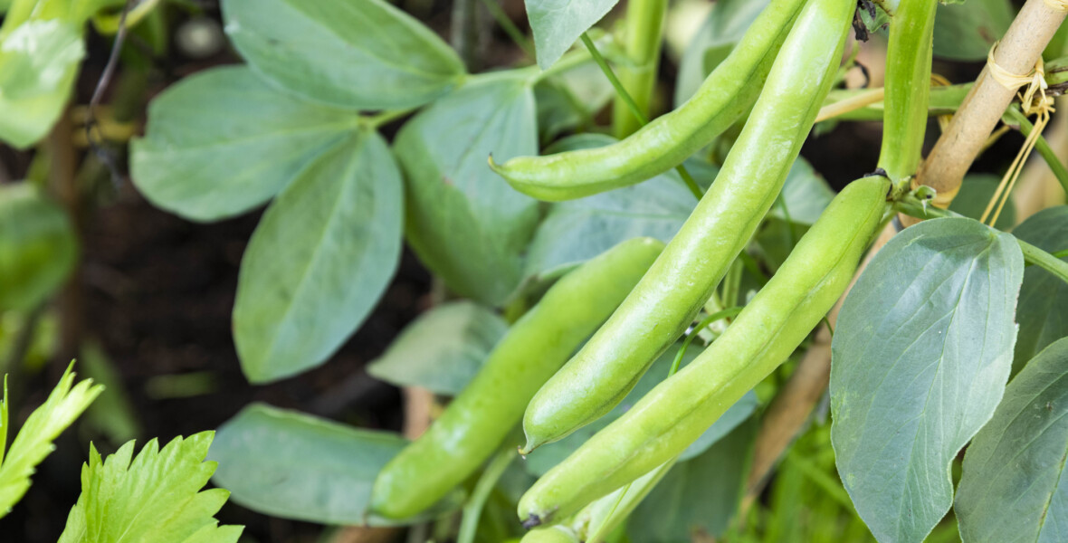 Åkerbönor och blad