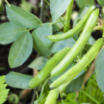 Åkerbönor och blad