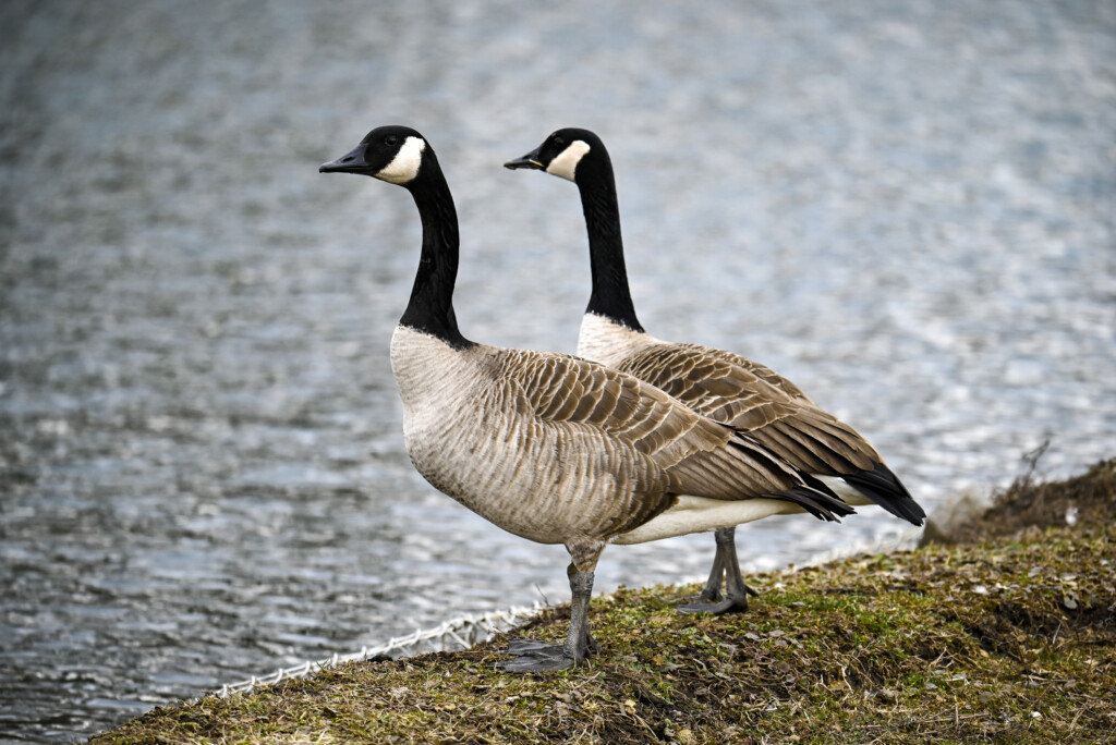 Två kanadagäss på en strand