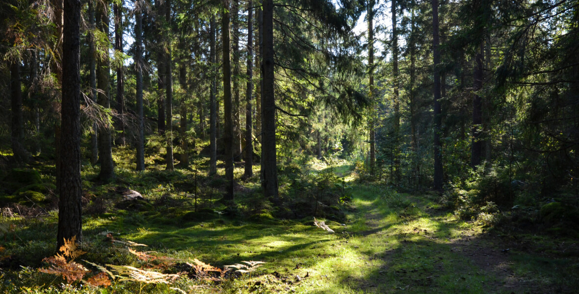 Skog