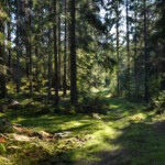 Skog