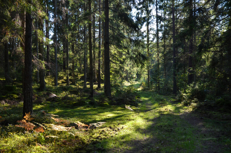 Skog